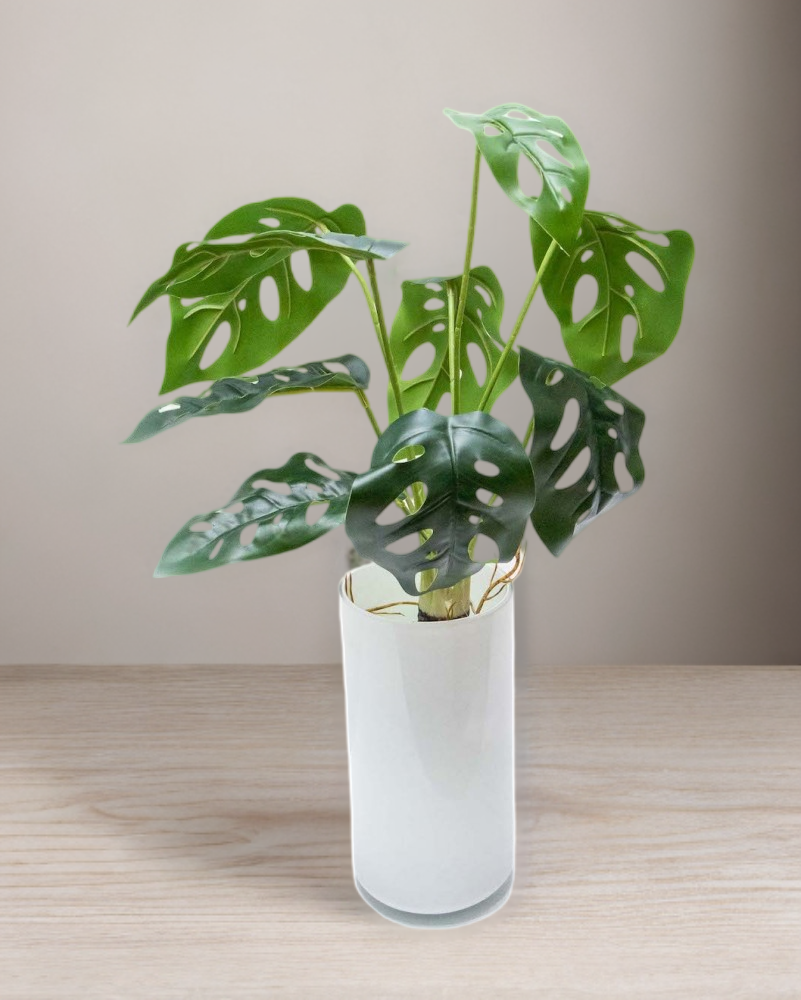 Planta monstera andasonii con raices 41cm largo