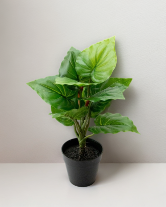 Plantita hoja elegante...