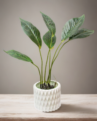 Planta Aglaonema con raices...