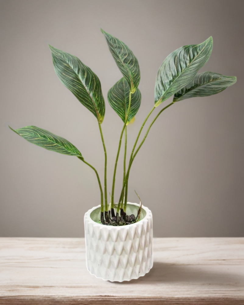 Planta Aglaonema con raices 65cm largo