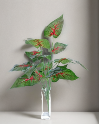 Paquete calathea rosea roja...