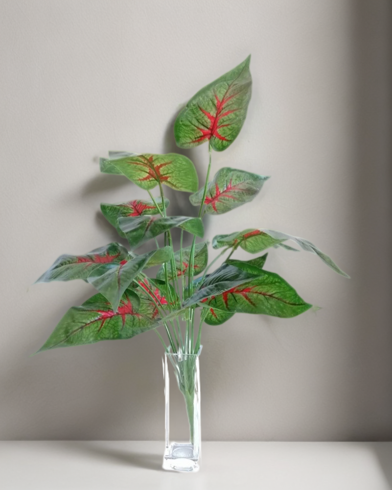 Paquete calathea rosea roja 58cm largo, 12pzas