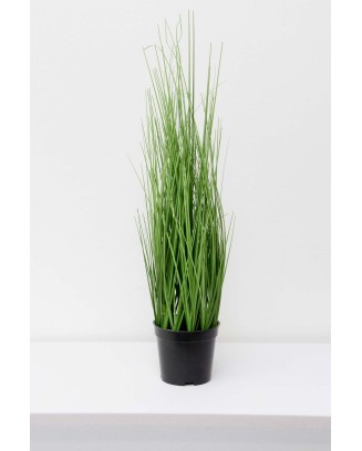 Zacatillo onion grass 60cm