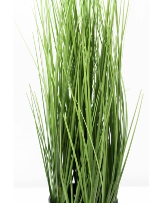 Zacatillo onion grass 60cm