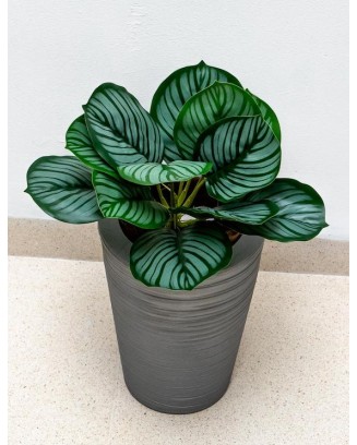 Calathea raya lápiz 45cm de largo