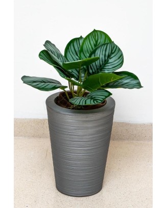 Calathea raya lápiz 45cm de largo