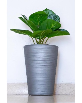 Calathea raya lápiz 45cm de largo