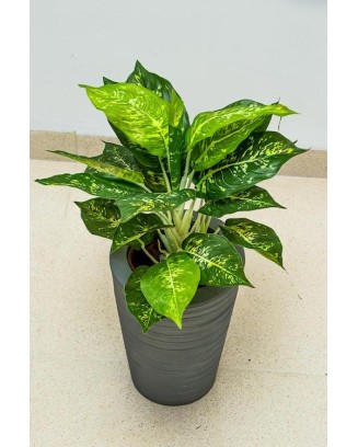 Planta Calathea de 43cm de largo