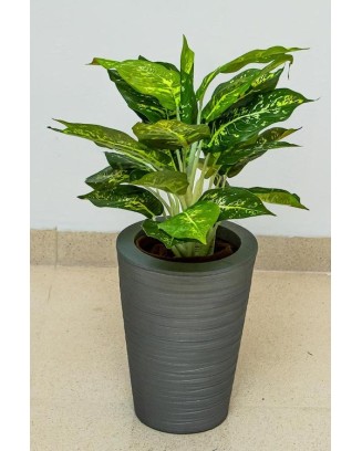 Planta Calathea de 43cm de largo