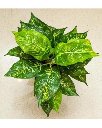 Planta Calathea de 43cm de largo