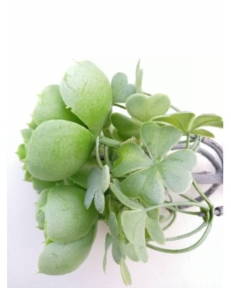Planta de suculenta 22cm de altura