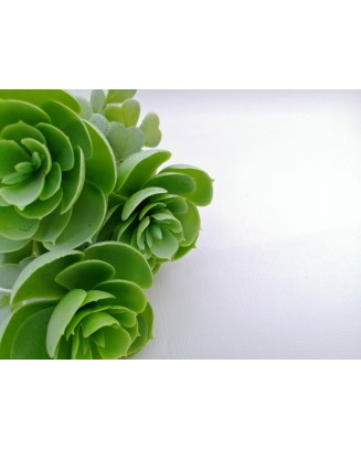 Planta de suculenta 22cm de altura