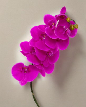 Orquídea phalaenopsis 9 flores 100cm, blanca y morada
