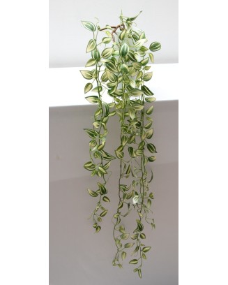 Colgante tradescantia zebrina, dos colores