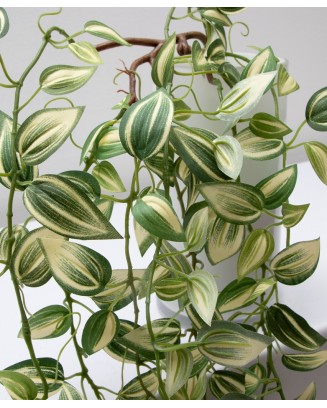 Colgante tradescantia zebrina, dos colores
