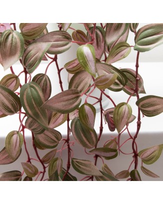 Colgante tradescantia zebrina, dos colores