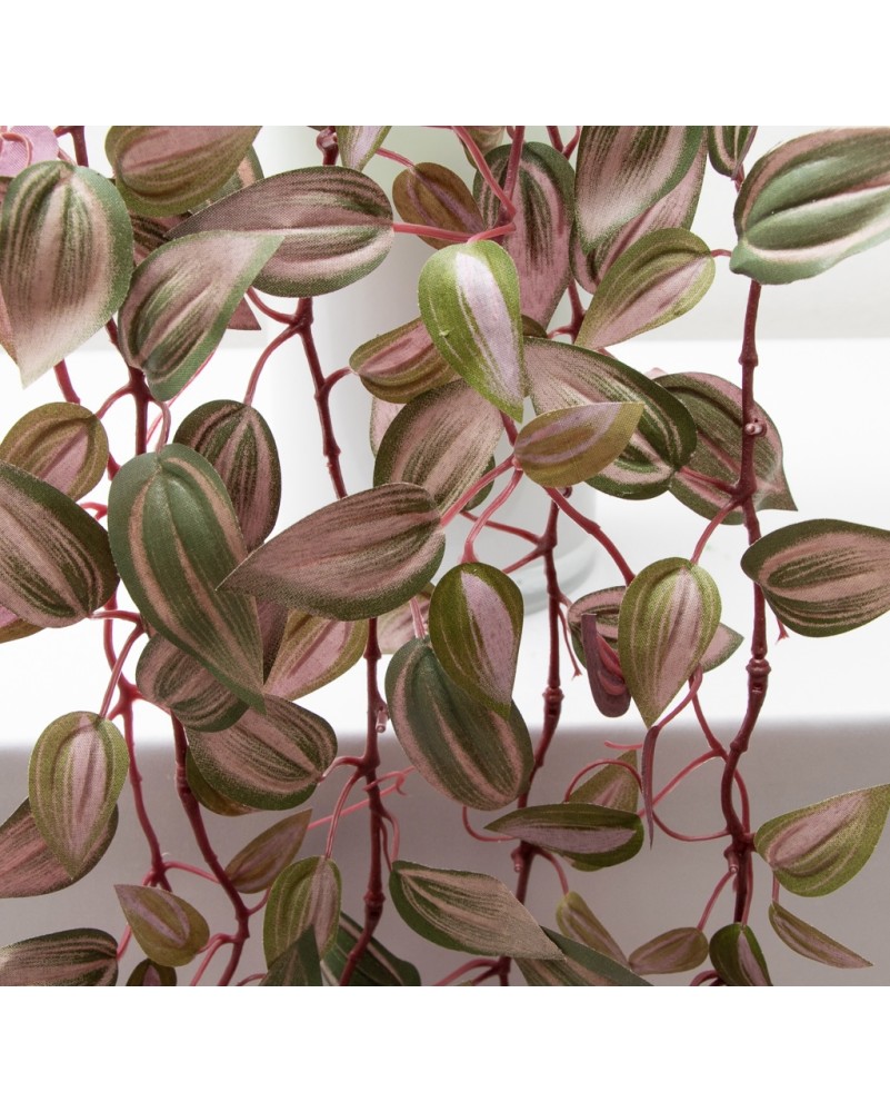 Colgante tradescantia zebrina, dos colores