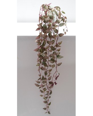 Colgante tradescantia zebrina, dos colores