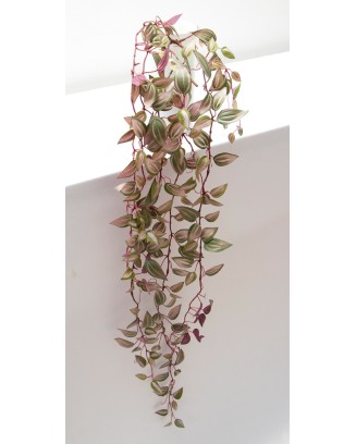 Colgante tradescantia zebrina, dos colores