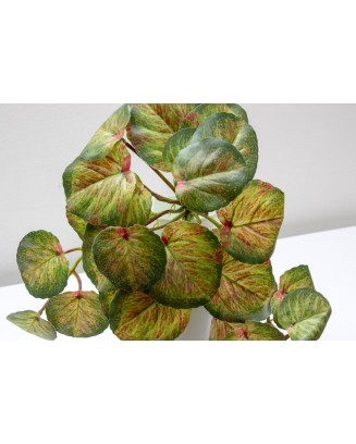 Colgante calladium bicolor 50cm soft touch