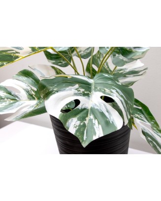 Monstera variegada 52cm