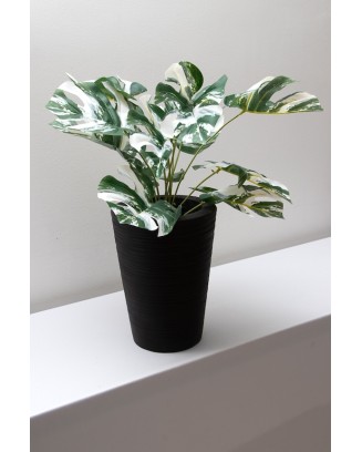 Monstera variegada 52cm
