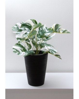 Monstera variegada 52cm