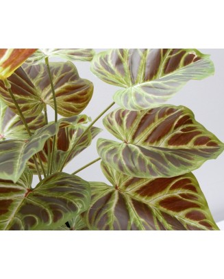 Philodendrom glorioso rojizo 52cm