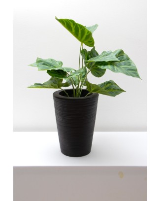 Philodrendrom glorioso verde 52cm