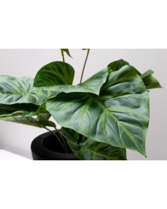 Philodrendrom glorioso verde 52cm