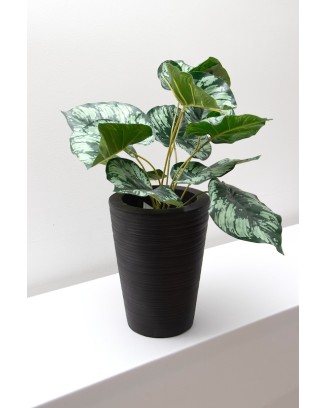 Planta diefiembaquia 52cm