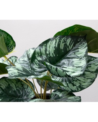 Planta diefiembaquia 52cm