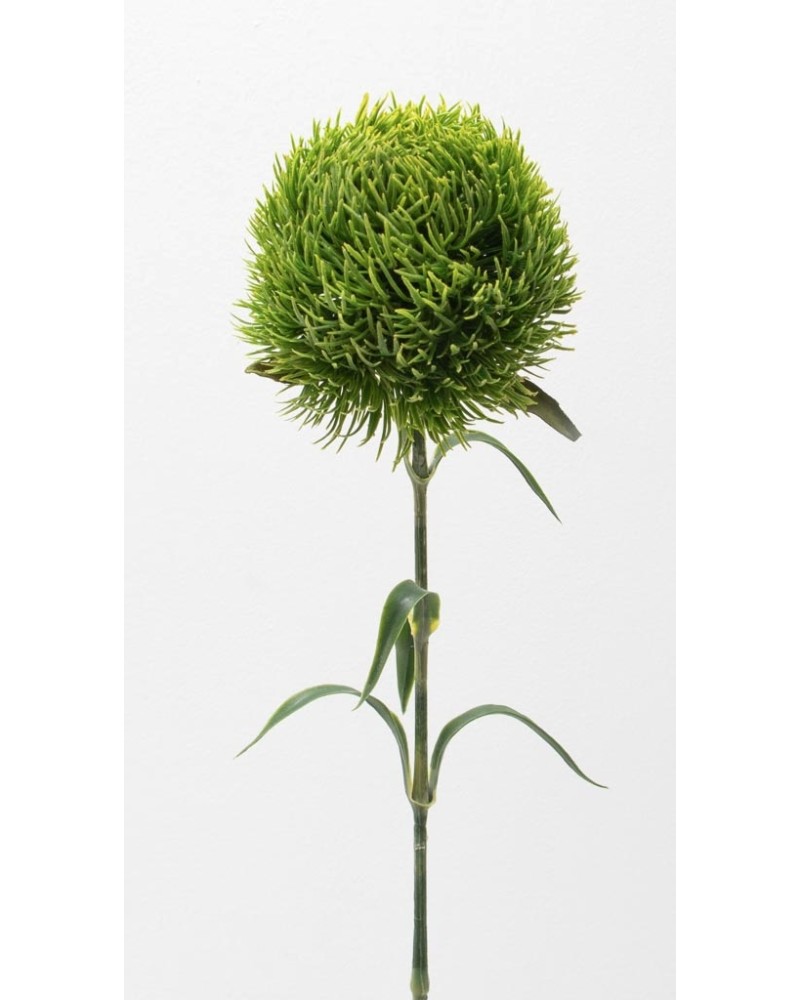 Vara de kiwi mellow 56cm, dos colores.