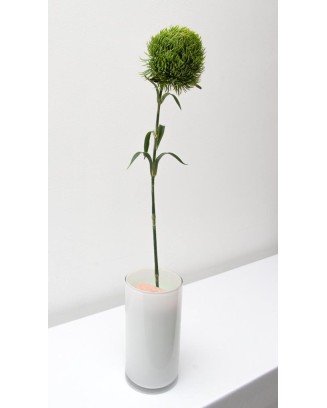 Vara de kiwi mellow 56cm, dos colores.