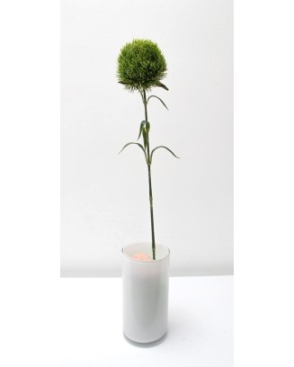 Vara de kiwi mellow 56cm, dos colores.