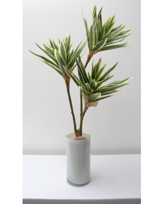 Planta pleomene 60cm, dos colores