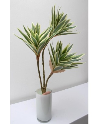 Planta pleomene 60cm, dos...