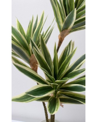 Planta pleomene 60cm, dos colores