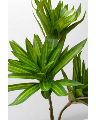 Planta pleomene 60cm, dos colores