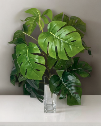 Planta monstera 47cm con...