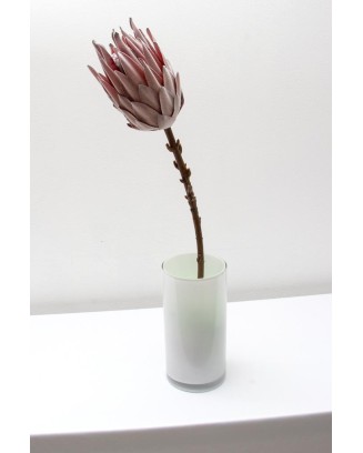 Protea rey 53cm