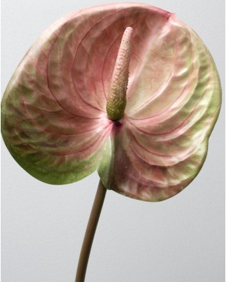 Vara de anturio 65cm, tres colores
