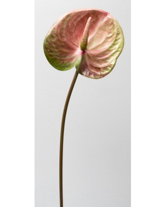 Vara de anturio 65cm, tres colores