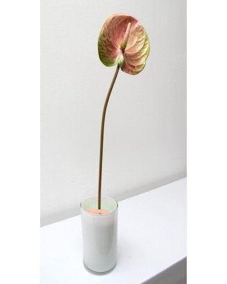Vara de anturio 65cm, tres colores
