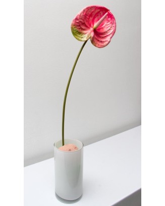 Vara de anturio 65cm, tres colores
