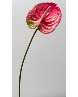Vara de anturio 65cm, tres colores