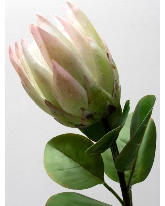 Vara de protea con hojas 65cm, varios colores