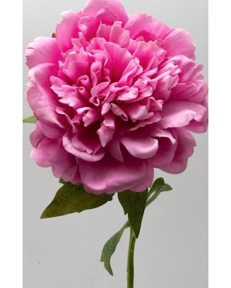 Peonia china 56cm, varios colores