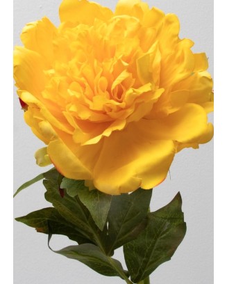 Peonia china 56cm, varios colores
