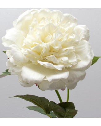 Peonia china 56cm, varios colores